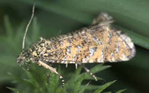 Phiaris stibiana